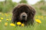 DOGUE DU TIBET 252